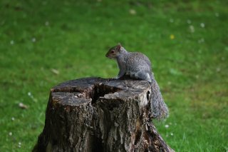 Squirrel
